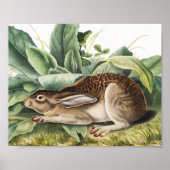 Hare konijn met zwarte staart (Lepus negricaudatus Poster (Voorkant)