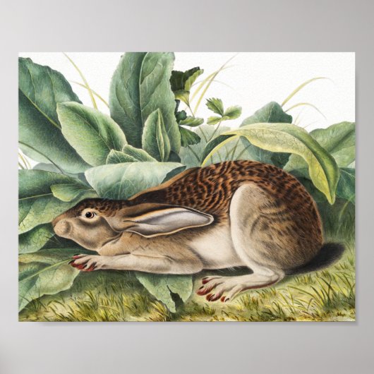 Hare konijn met zwarte staart (Lepus negricaudatus Poster (Voorkant)