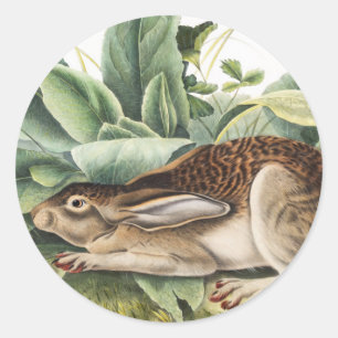Hare konijn met zwarte staart (Lepus negricaudatus Ronde Sticker