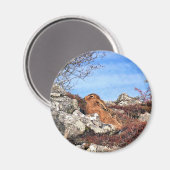 HARE MAGNEET (Voorkant / Achterkant)