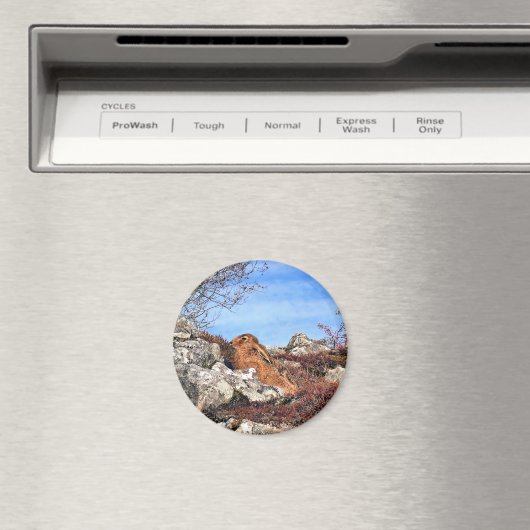 HARE MAGNEET (Insitu (Vaatwasser))