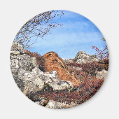 HARE MAGNEET (Voorkant)