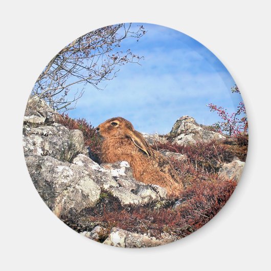 HARE MAGNEET (Voorkant)