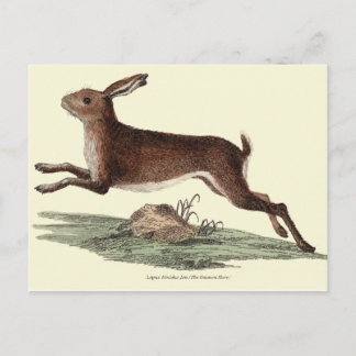 HARE POSTKAART