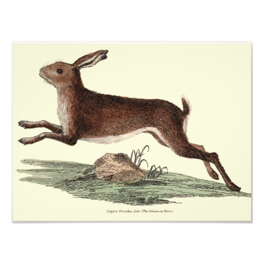 Hare print foto afdruk (Voorkant)