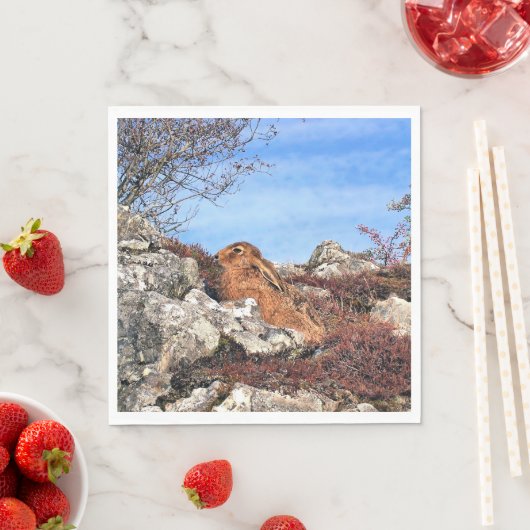 HARE SERVETTEN (Insitu)