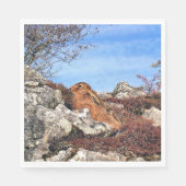 HARE SERVETTEN (Voorkant)