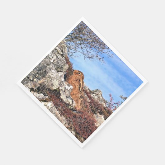 HARE SERVETTEN (Hoek)