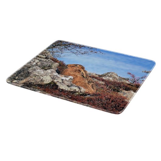 HARE SNIJPLANK (Hoek)