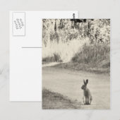 Hare vandaag briefkaart (Voorkant / Achterkant)