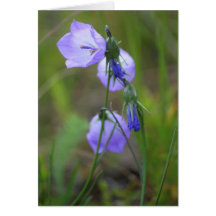 Harebell