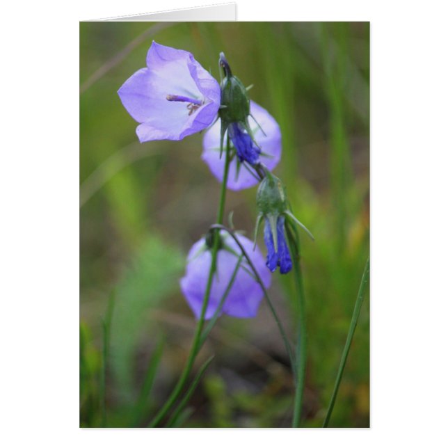 Harebell (Voorkant)