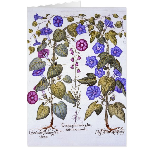 Harebell en Convovulus (Voorkant)