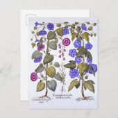 Harebell en Convovulus Briefkaart (Voorkant / Achterkant)