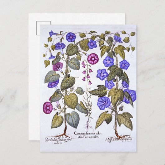 Harebell en Convovulus Briefkaart (Voorkant / Achterkant)