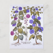 Harebell en Convovulus Briefkaart (Voorkant)