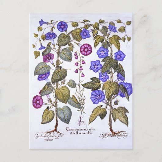 Harebell en Convovulus Briefkaart (Voorkant)