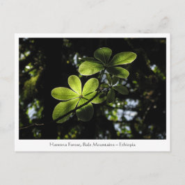 Harenna Forest Ethiopia Briefkaart