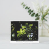 Harenna Forest Ethiopia Briefkaart (Staand voorkant)