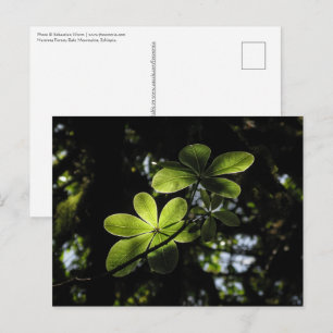 Harenna Forest Ethiopia Briefkaart