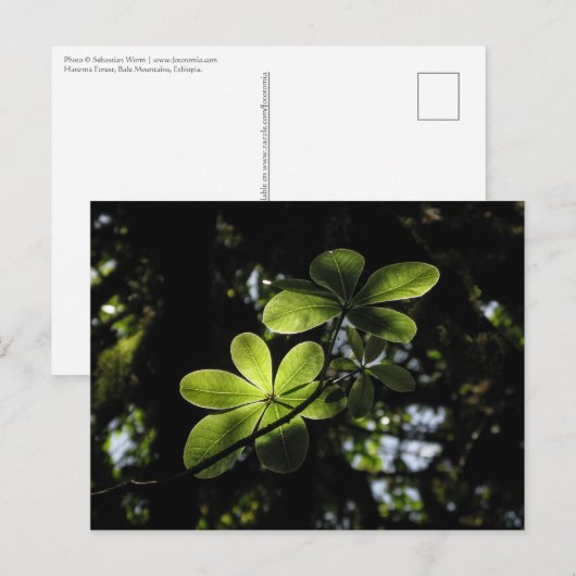 Harenna Forest Ethiopia Briefkaart (Voorkant / Achterkant)