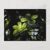 Harenna Forest Ethiopia Briefkaart (Voorkant)