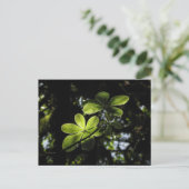 Harenna Forest Ethiopia Briefkaart (Staand voorkant)