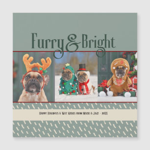 Harig & Helder Kerstfoto van de Hond Vakantie Ansi