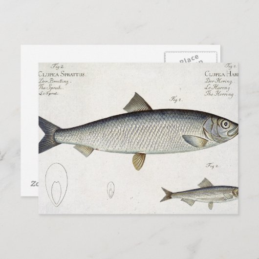 Haring (Clupea Harengus) (Figuur 1) en sprot (Clup Briefkaart (Voorkant / Achterkant)