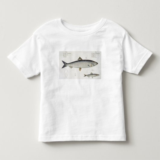 Haring (Clupea Harengus) (Figuur 1) en sprot (Clup Kinder Shirts (Voorkant)