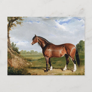 Haring - Een Clydesdale hengst, kunst, Briefkaart