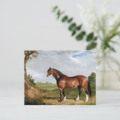 Haring - Een Clydesdale hengst, kunst, Briefkaart (Staand voorkant)