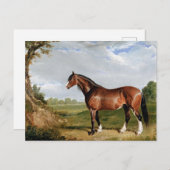 Haring - Een Clydesdale hengst, kunst, Briefkaart (Voorkant / Achterkant)
