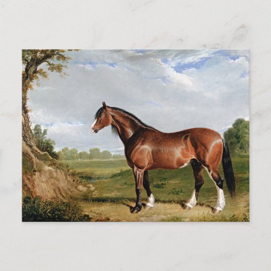 Haring - Een Clydesdale hengst, kunst, Briefkaart (Voorkant)