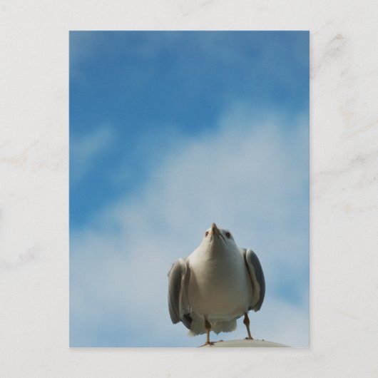 Haring Gull Briefkaart (Voorkant)