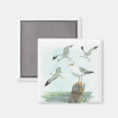 Haring Gull Magnet (Voorkant / Achterkant)