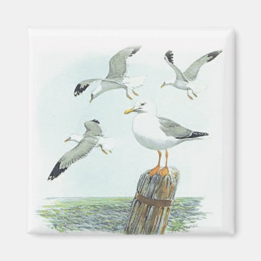 Haring Gull Magnet (Voorkant)