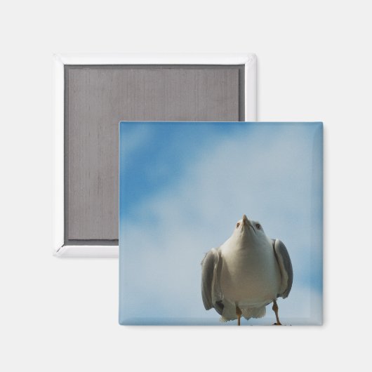 Haring Gull Magnet (Voorkant / Achterkant)