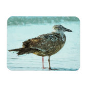 Haring Gull op Abstract strand Magneet (Horizontaal)
