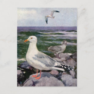 Haring Gulls op Rocky Shoreline Briefkaart