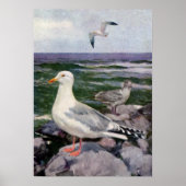 Haring Gulls op Rocky Shoreline Poster (Voorkant)
