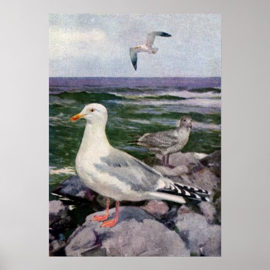 Haring Gulls op Rocky Shoreline Poster (Voorkant)