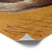 Haring is een hond en een gekaarde collie poster (Hoek)