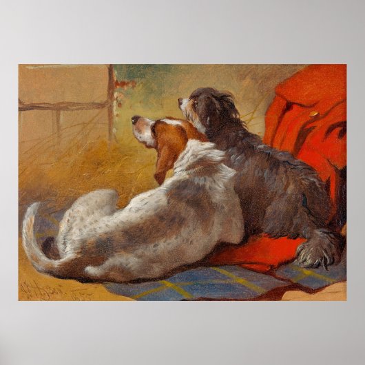 Haring is een hond en een gekaarde collie poster (Voorkant)