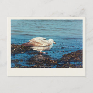 Haring meeuw P1046 Briefkaart