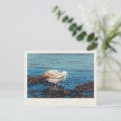 Haring meeuw P1046 Briefkaart (Staand voorkant)