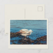 Haring meeuw P1046 Briefkaart (Voorkant / Achterkant)