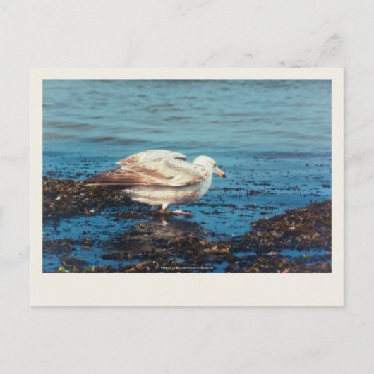 Haring meeuw P1046 Briefkaart (Voorkant)