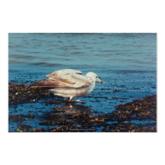 Haring meeuw P1046 Perfect Poster (Voorkant)