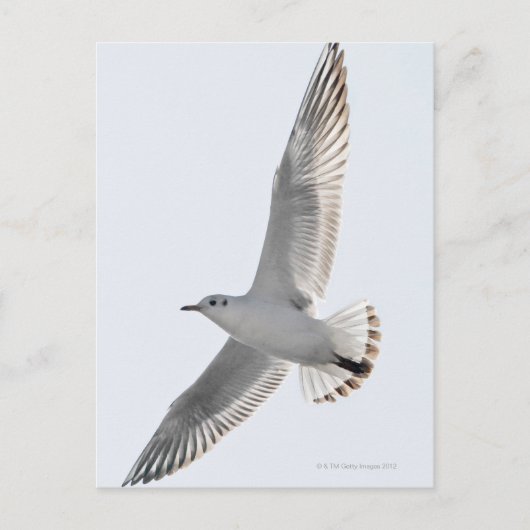 Haring meeuw vliegen briefkaart (Voorkant)